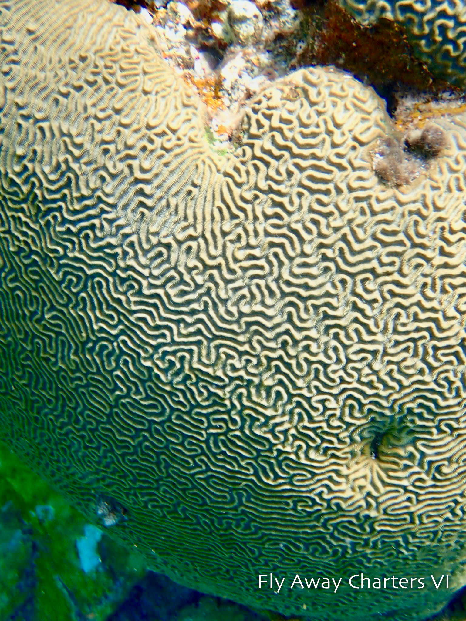 Healthy brain coral