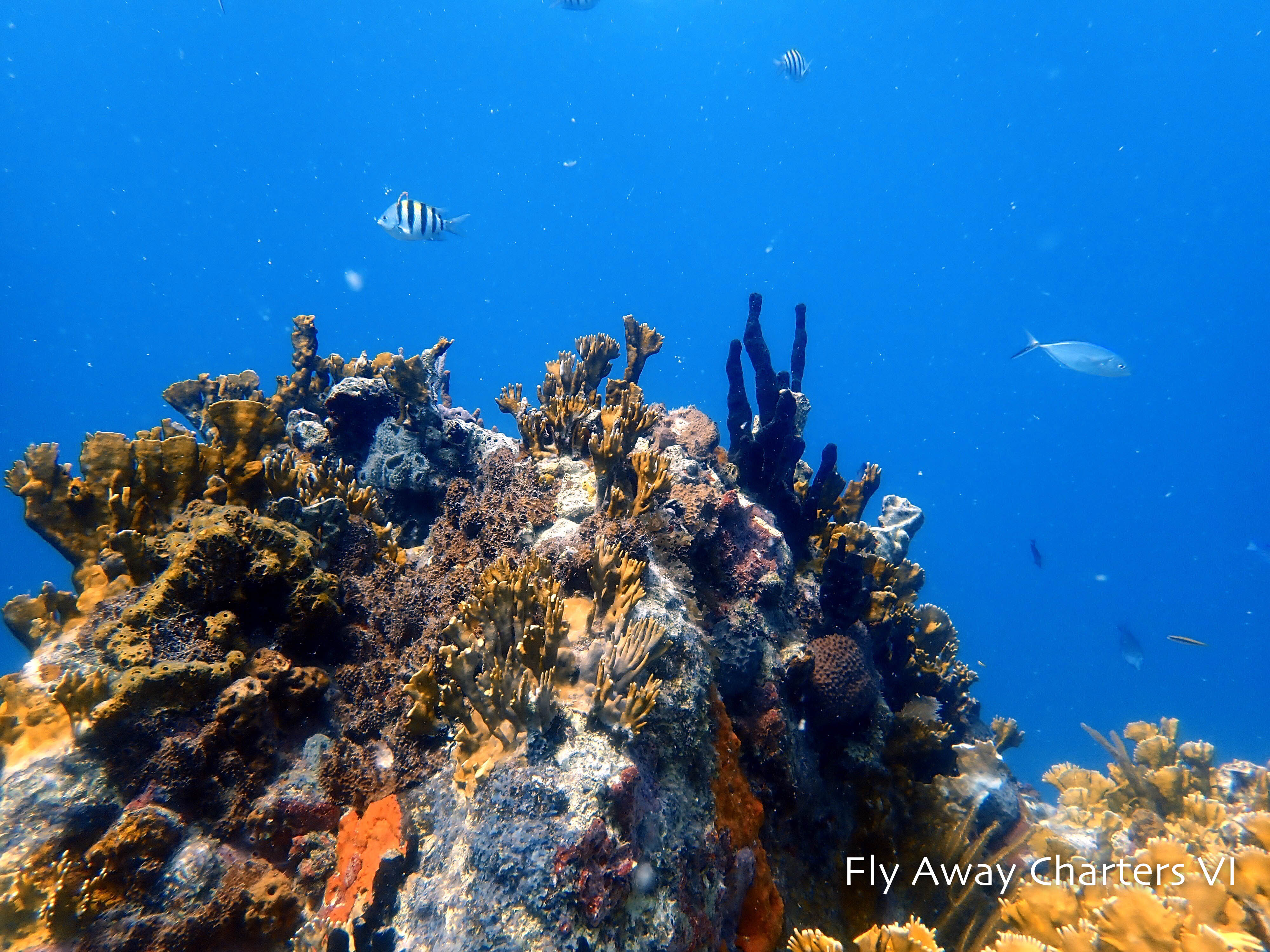 Vibrant Reef in USVI